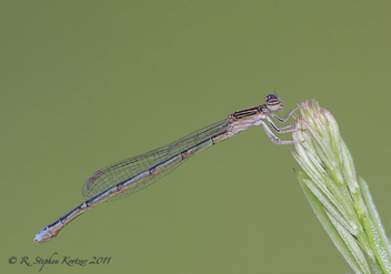 Enallagma basidens, female